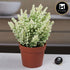 Artificial Flower Plant for Home, Office, & Event Decor (11485)